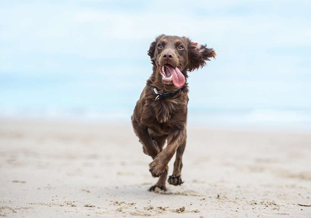 Dog running along the beach wearing a collar