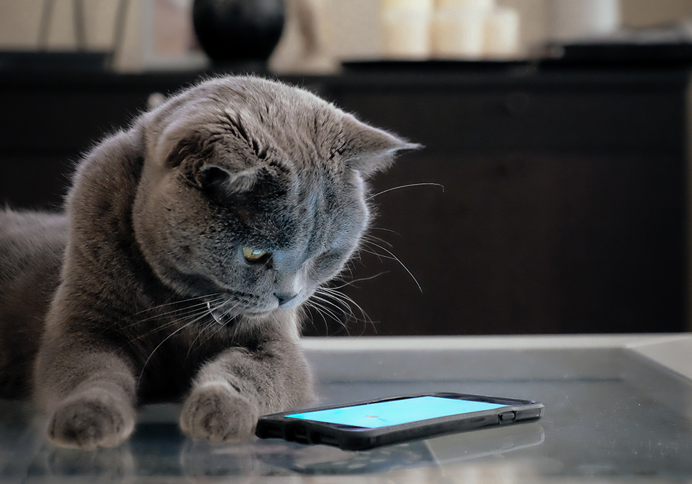 Cat looking at smart phone in apartment home