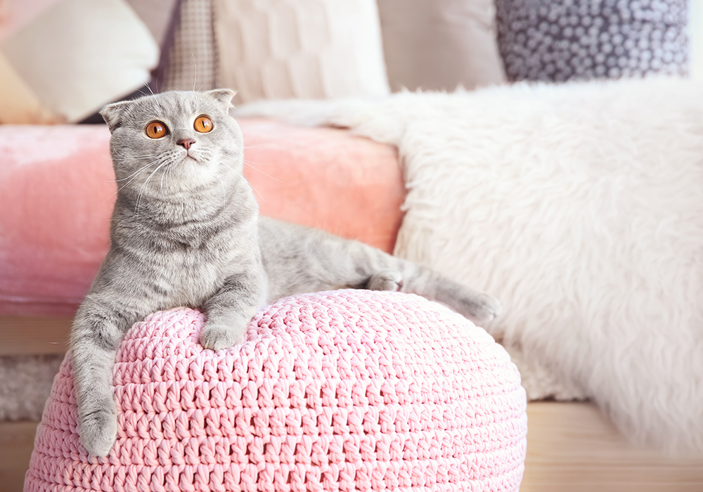 Gray cat on pink ottoman