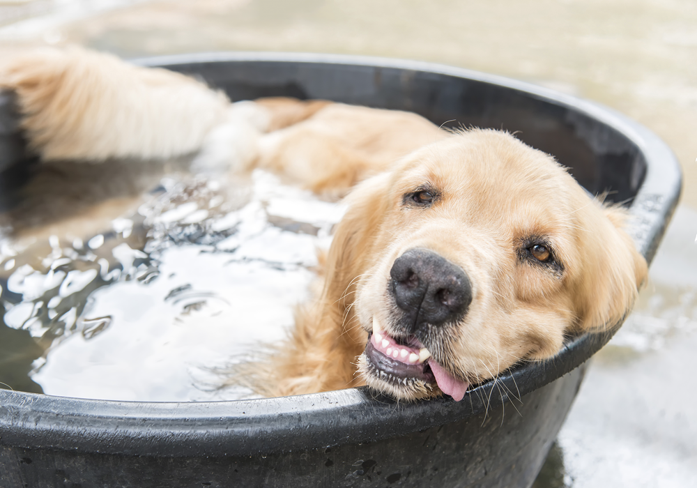 Beige dog keeping cool in a water tub in an apartment home.