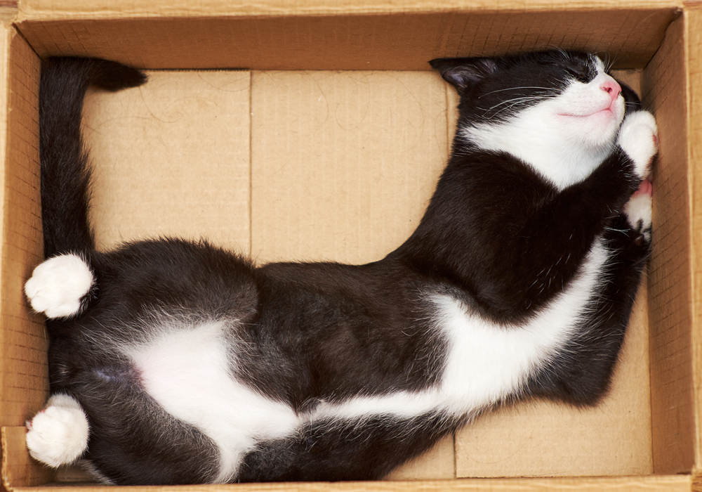 Cat laying in moving box ready to relocate