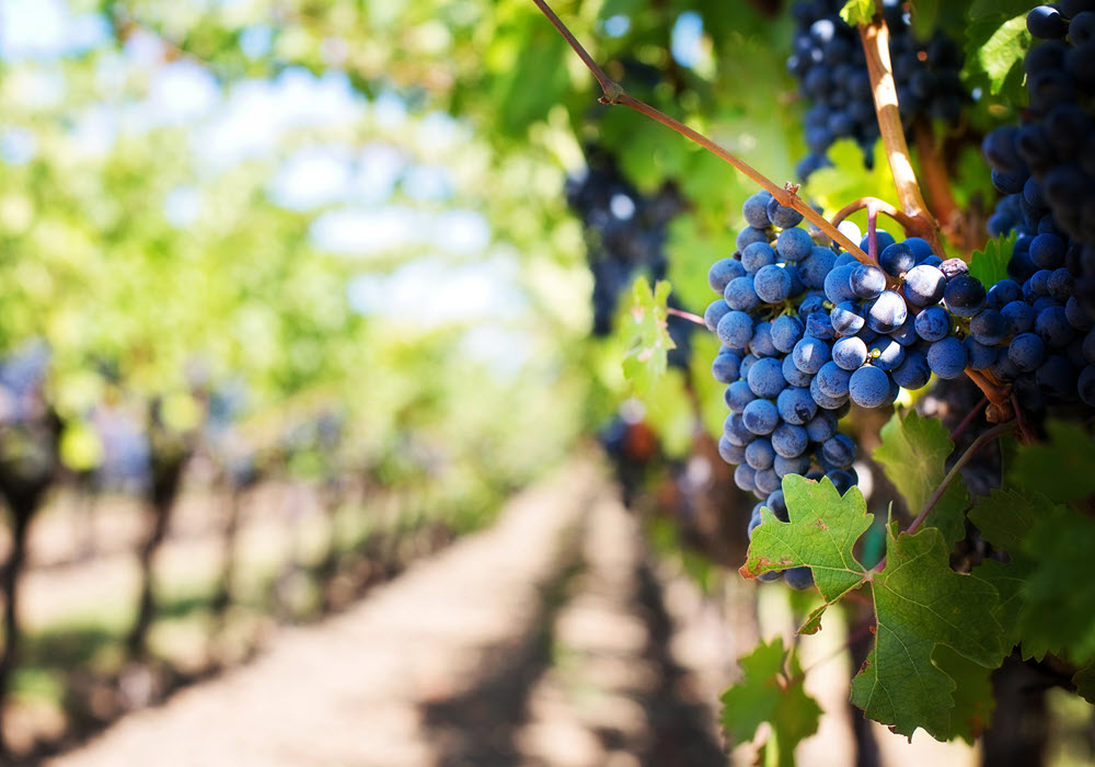 Grapes on vines in a vineyard.