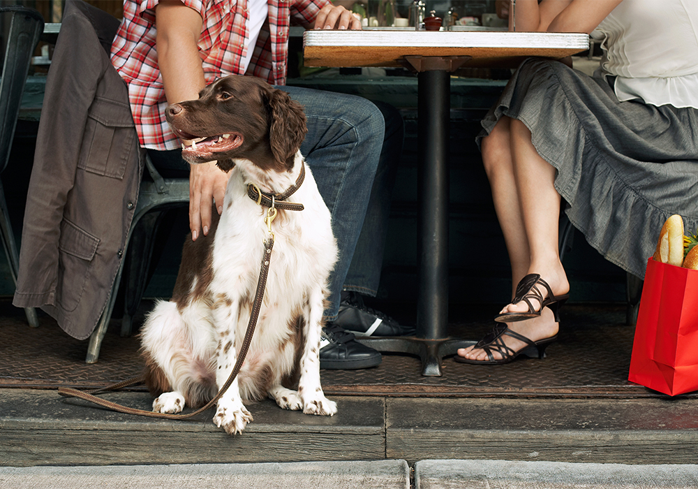 Seattle's Best Spots for Dogs and Their Humans - Lunch