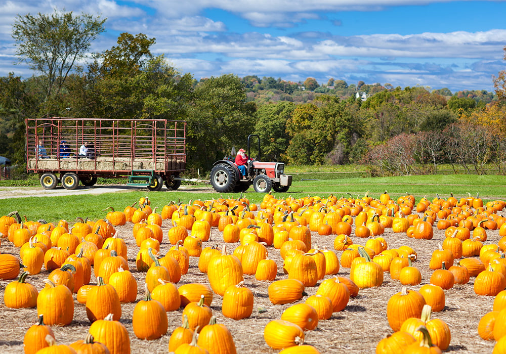 Field of pumpkins